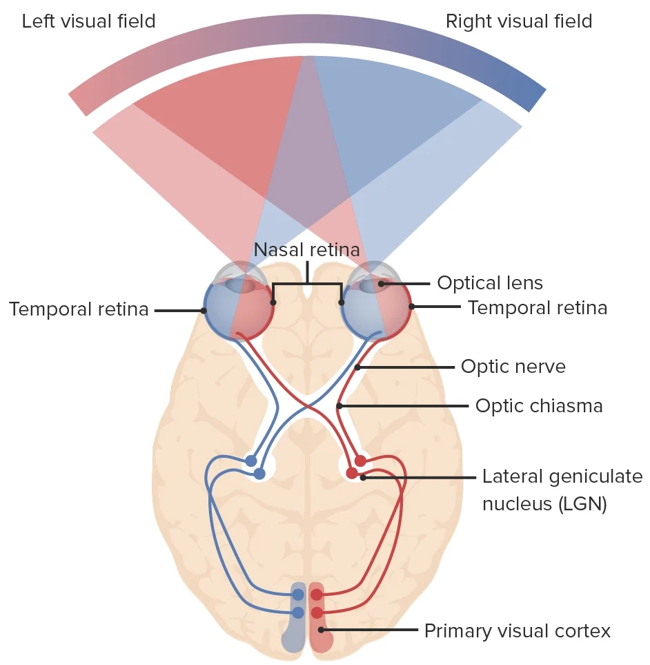 Optic nerve and brain visual pathway exam